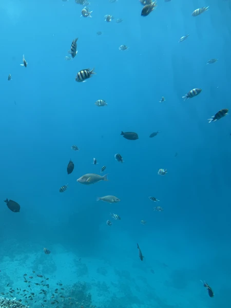 Отличная экскурсия, организатор был всегда на связи, нам был заказан индивидуальный трансфер. Красивое море, ребенок в восторге