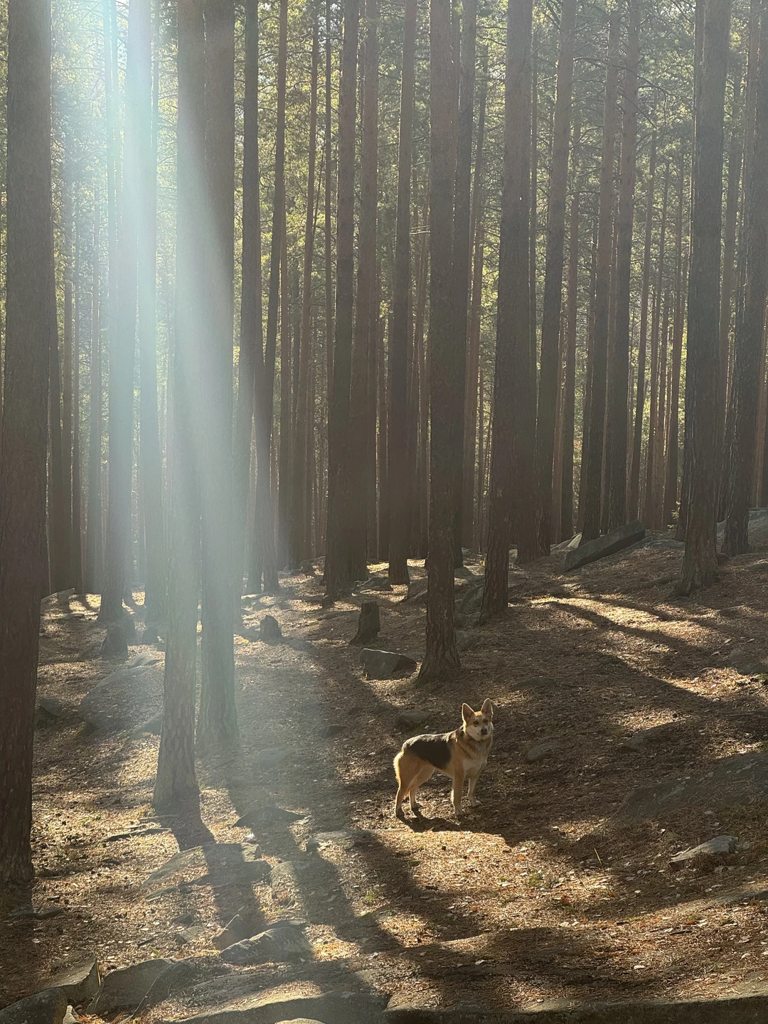 Волшебный день в Исетском лесу с гидом-волшебником Алексеем! Мы слушали тишину, терли пихту, ели шишки и