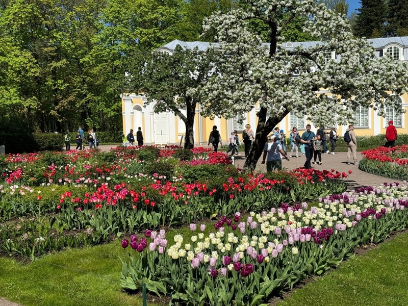 Фото к экскурсии Парк и фонтаны Петергофа (всё включено)