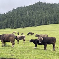 Фото отзыва 1: экскурсия "Святое озеро, Григорьевское и Семёновское ущелья — групповая экскурсия на внедорожниках"