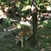 Фото отзыва 1: экскурсия "Сафари-парк и три бухты: Муравьиная, Шамора и Стеклянная"