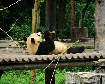 Панды и Старый город