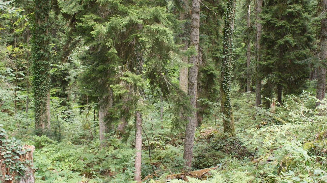 Первозданные виды Абхазии (Ирина)