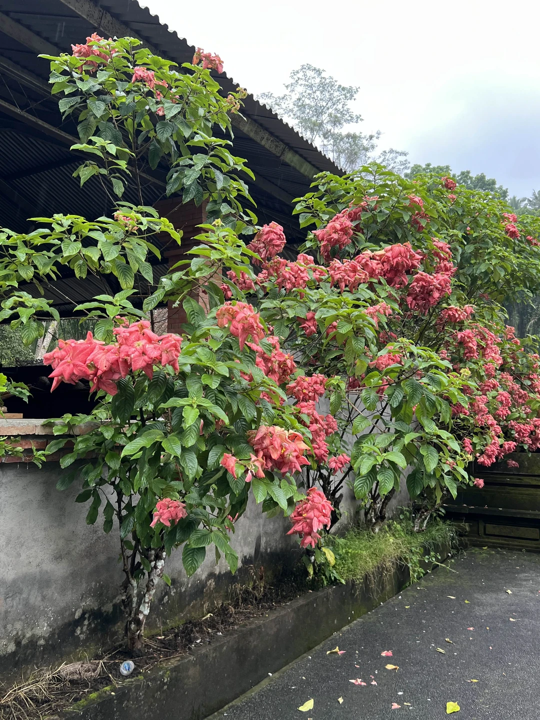 Погружение в культуру острова Ява (Надежда)