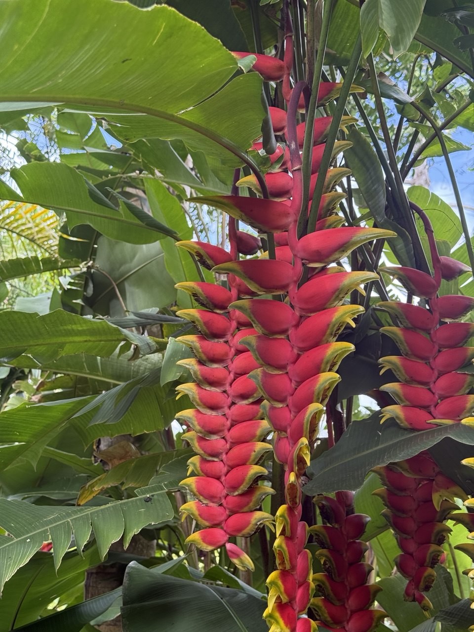 Чудеса природы на юге Маврикия (Елена)