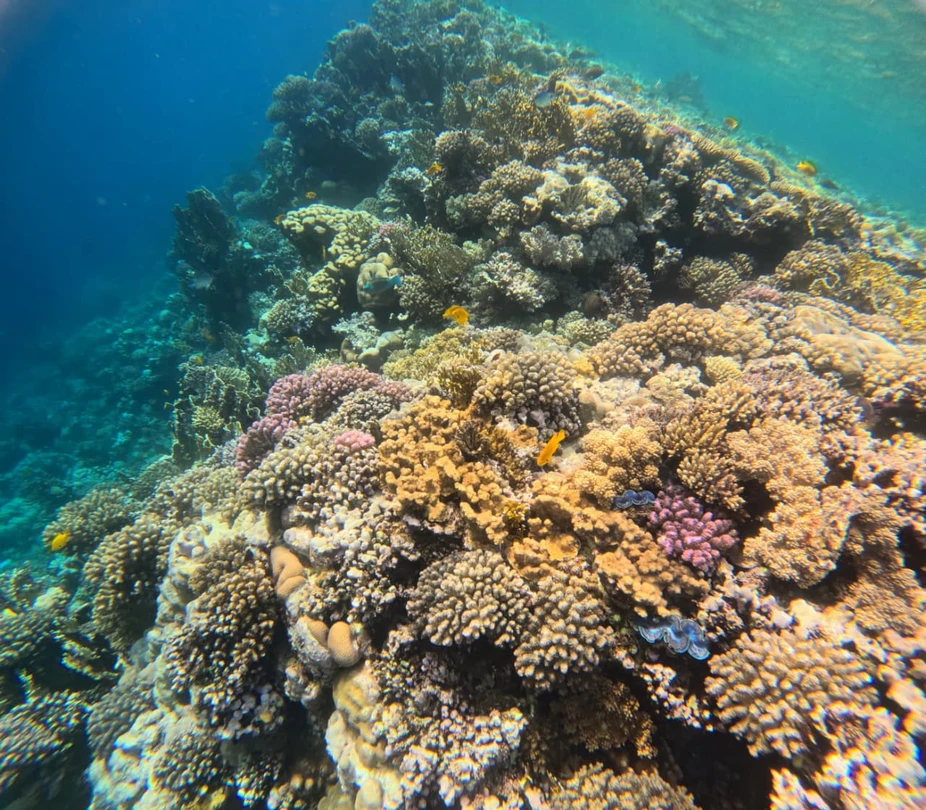 Махмуд - потрясающий гид! Приехал вовремя, забрал от отеля, заказал за свои деньги такси до места