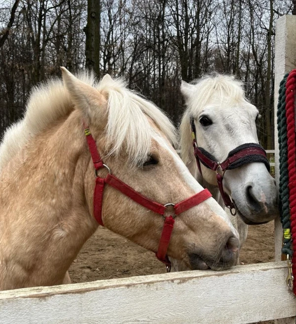 Интерактивная экскурсия по конюшне в Москве