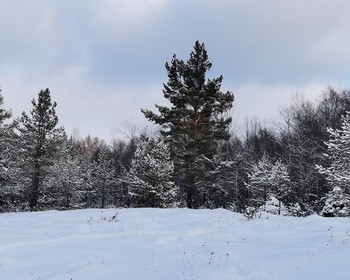 На санях по снежному лесу