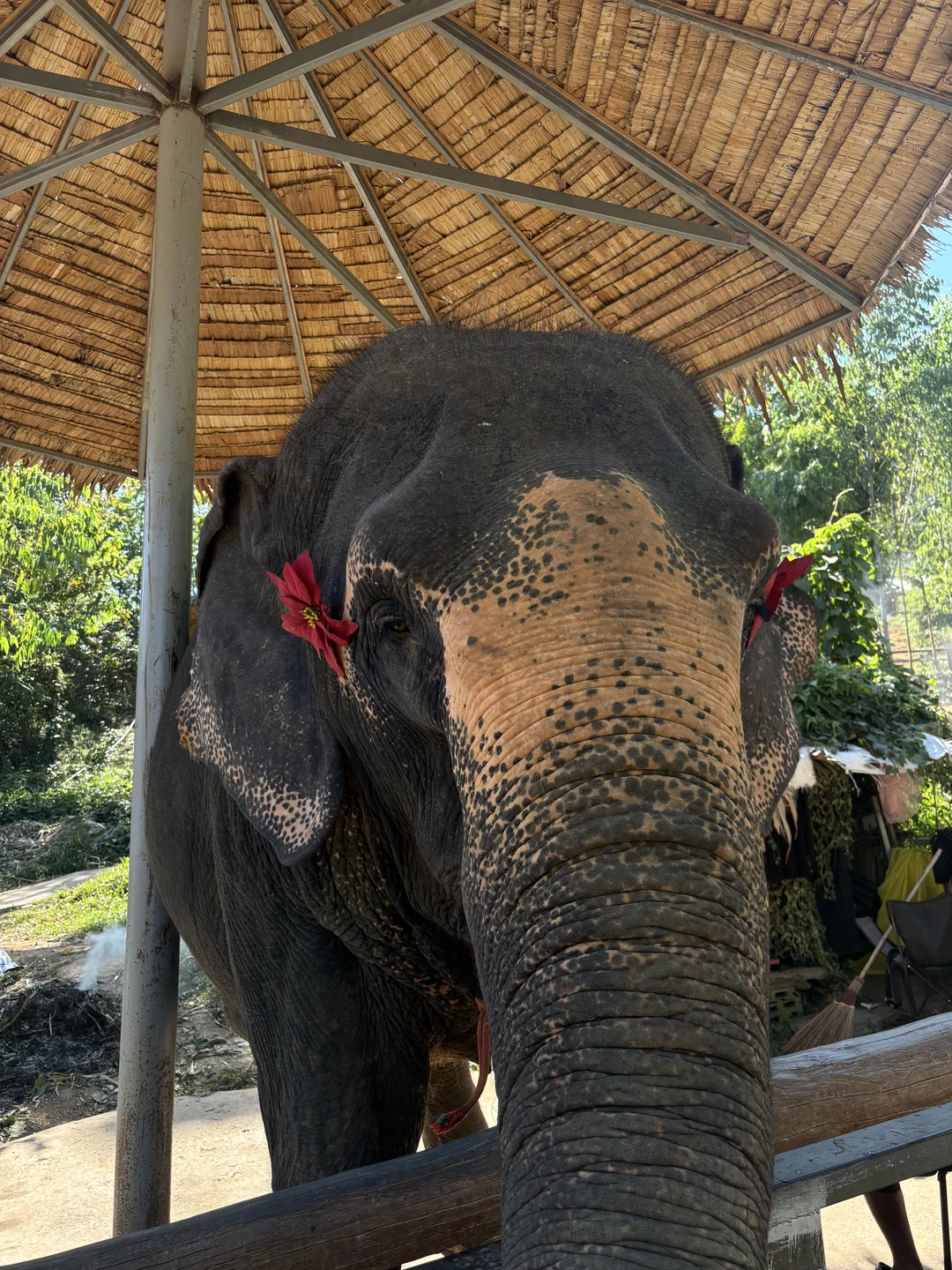 Очень крутое место. Видно, что за слонами ухаживают. Слоны очень красивые и добрые. Кормили, мазали глиной