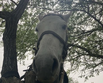 Верхом на лошадях к горе Смаглин