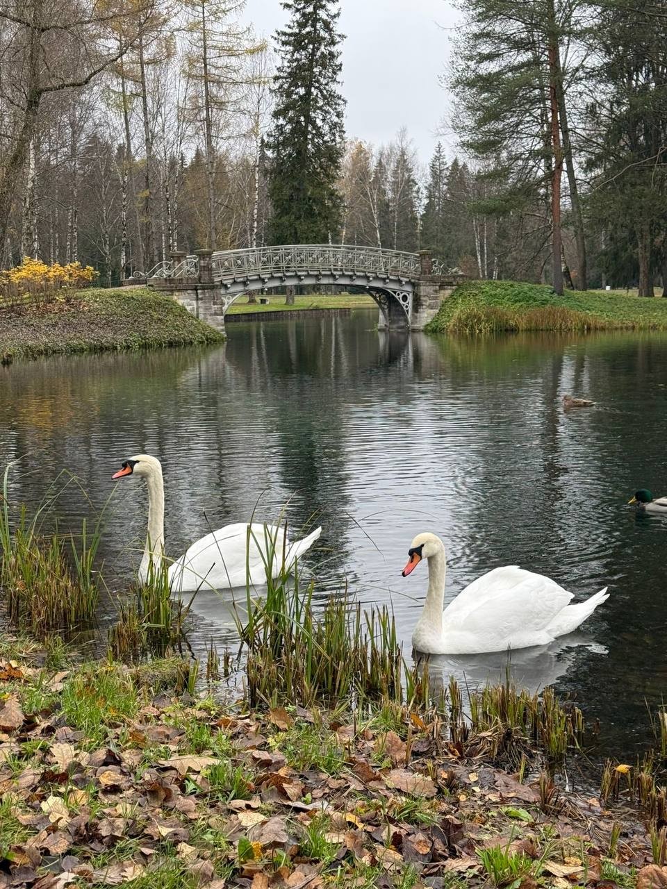 Хочу выразить слова благодарности Татьяне за незабываемую экскурсию по Гатчине. Приятный в общении человек, мы легко