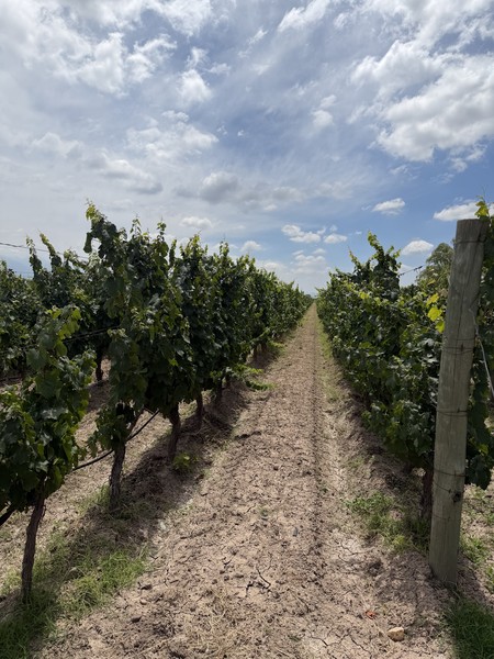 Это был невероятный день, наполненный яркими впечатлениями. Оливковая роща с дегустацией оливок, шампанерия и невероятный обед