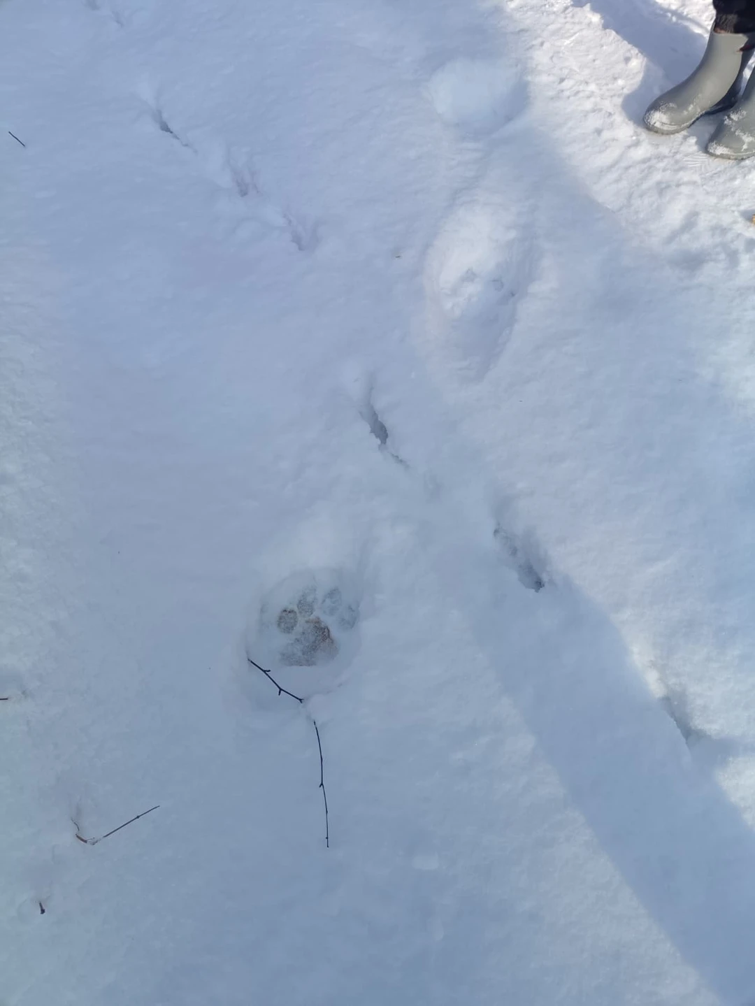 Все очень понравилось, экскурсовод Василий интересно рассказывал о природе, общительный и тактичный. Накануне выпал снежок, но