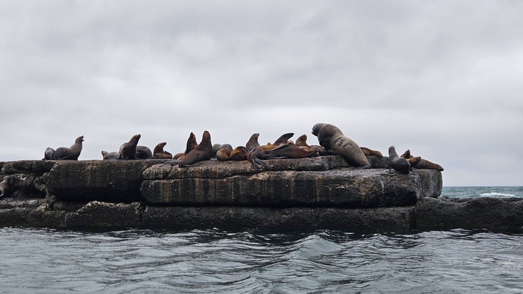 Прелестнейшие сивучи, впечатляющие виды на сухогруз и маяк. Оцень увлекательное путешествие. Большой плюс экскурсии, что сама