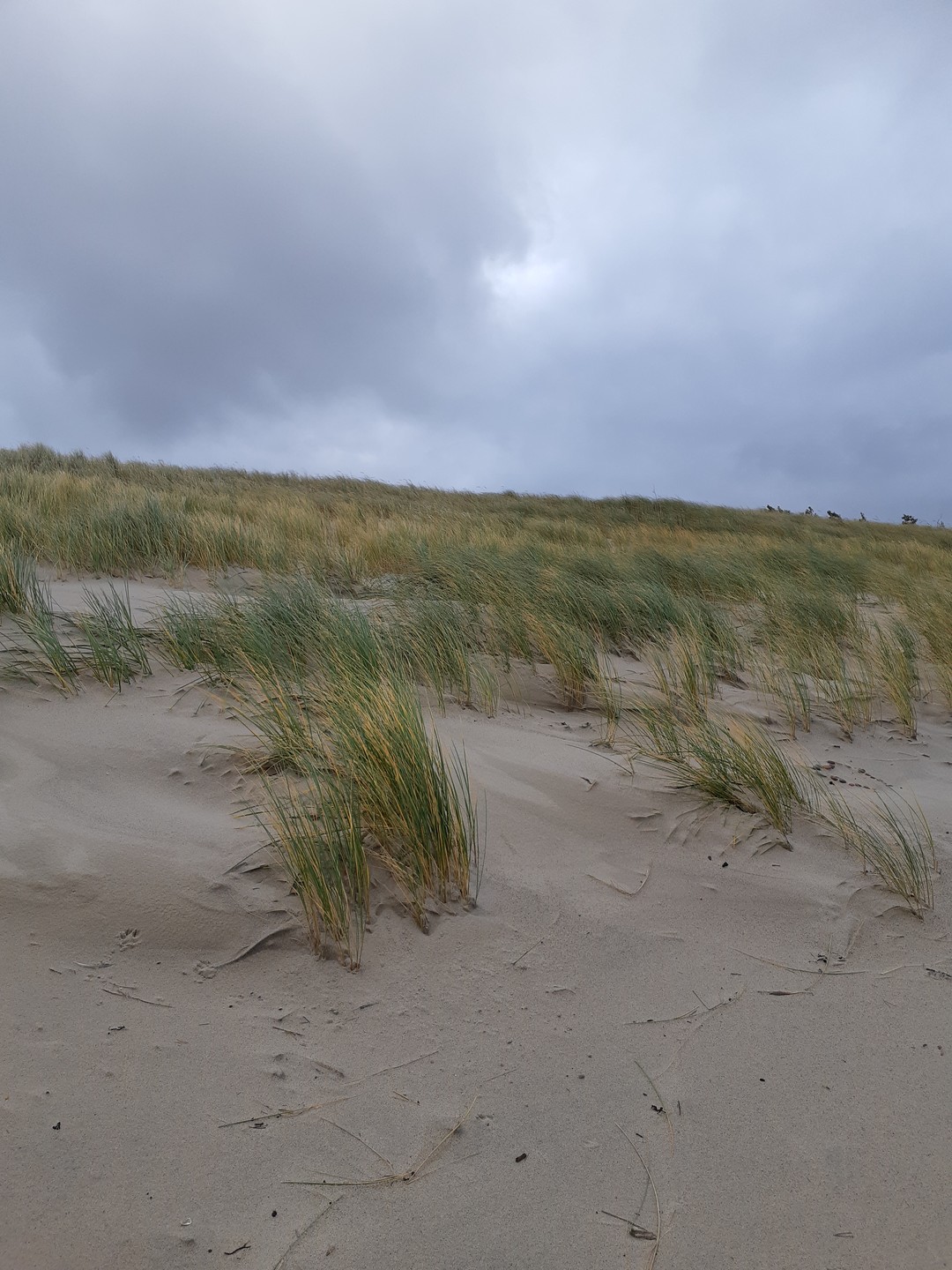 Красивая экскурсия. Природа волшебная. Восхищает труд людей создавших такое чудо. Хочеться гулять там бесконечно. Видели диких