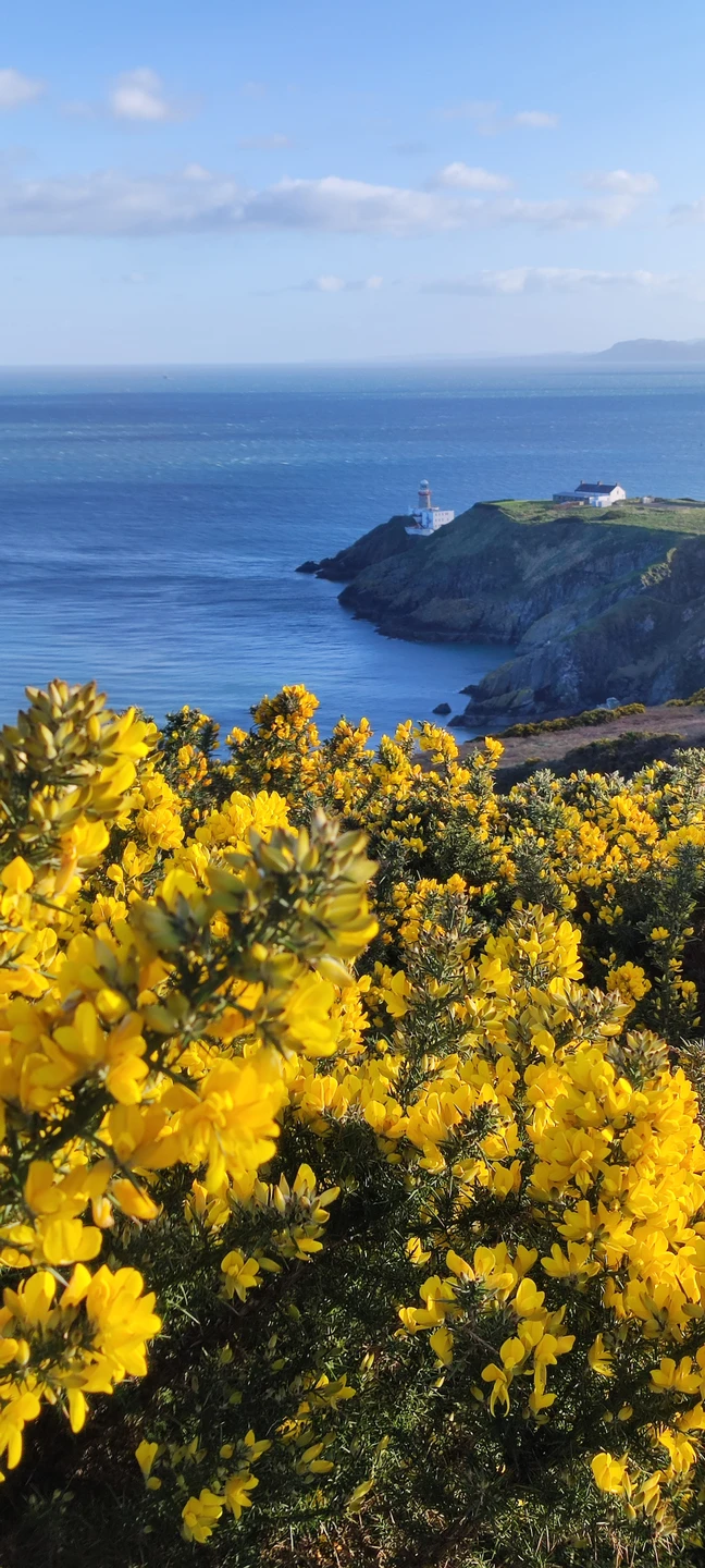 Всё было очень интересно. Удивительные развалины старинных замков, очаровательное побережье, получилось полюбоваться тюленем. Очень вкусный и