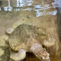 Фото отзыва 3: экскурсия "Визитные карточки Шри-Ланки: Форт Галле, речное сафари и черепахи"