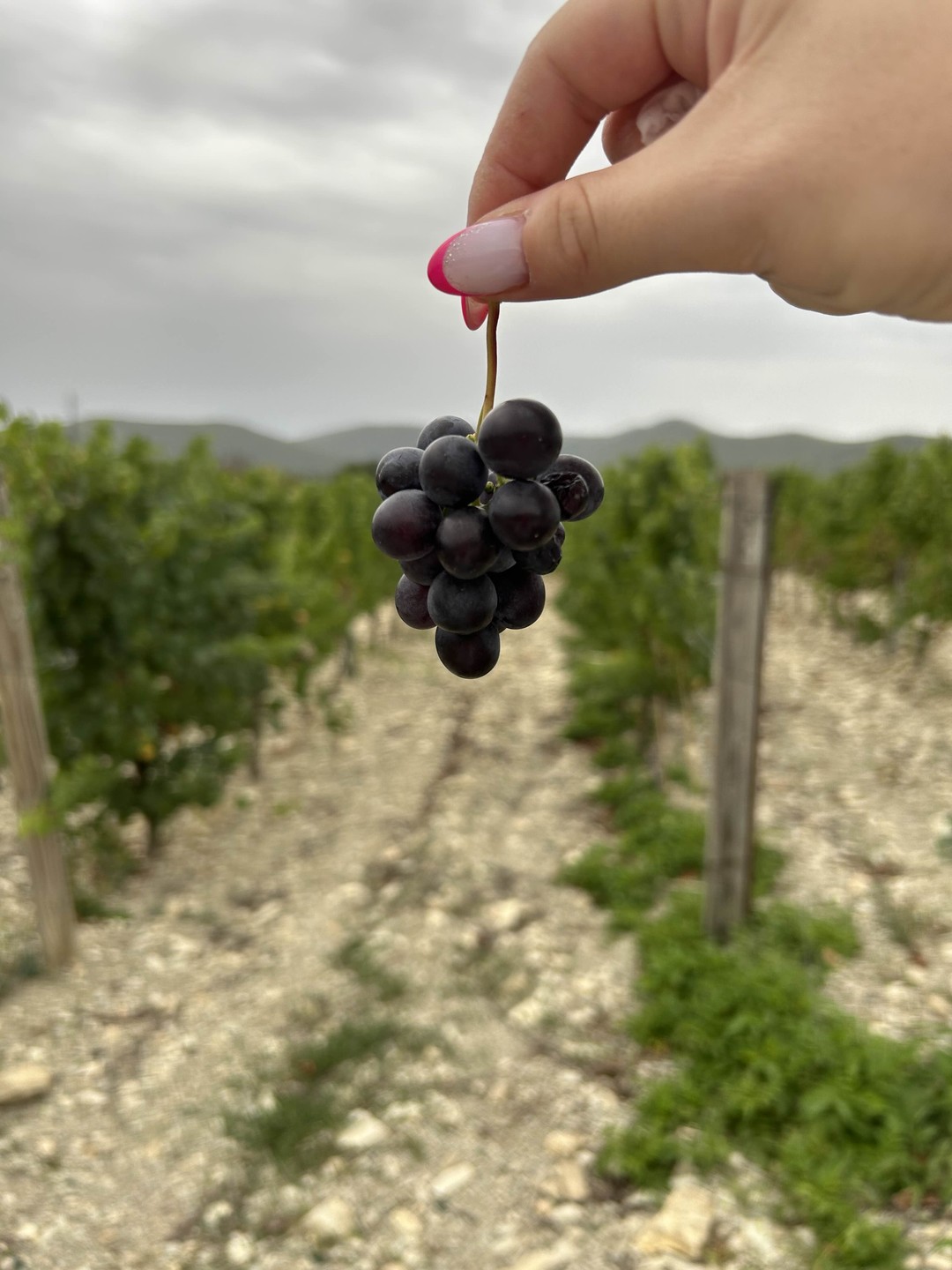 Абрау-Дюрсо, или Добро пожаловать в черноморскую Швейцарию (Daria)