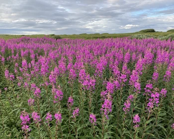 Канентьявр - Дальние Зеленцы - Рында