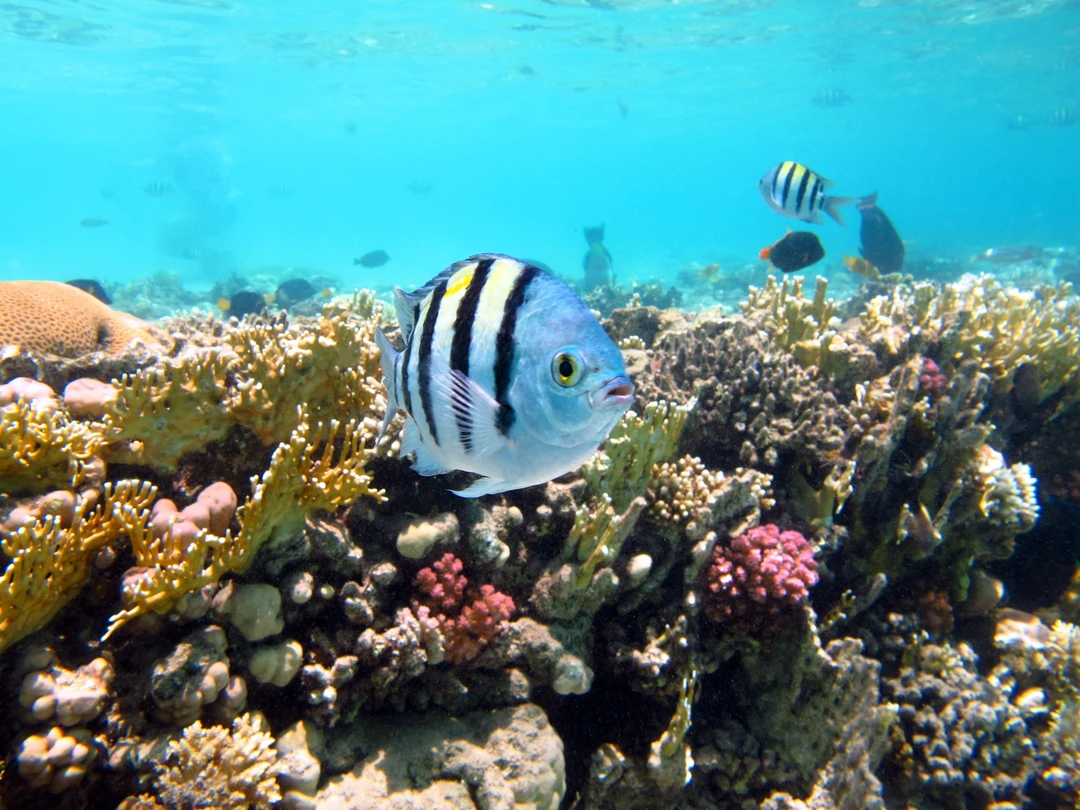 Всё вовремя, экскурсия неплохая, выбирали исходя из продолжительности. Поплавали, посмотрели рыбок