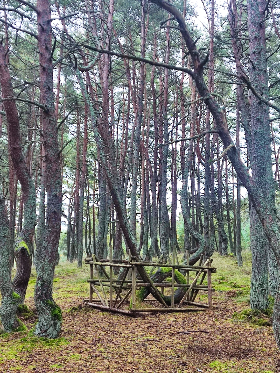 Куршская коса из Зеленоградска (Булат)