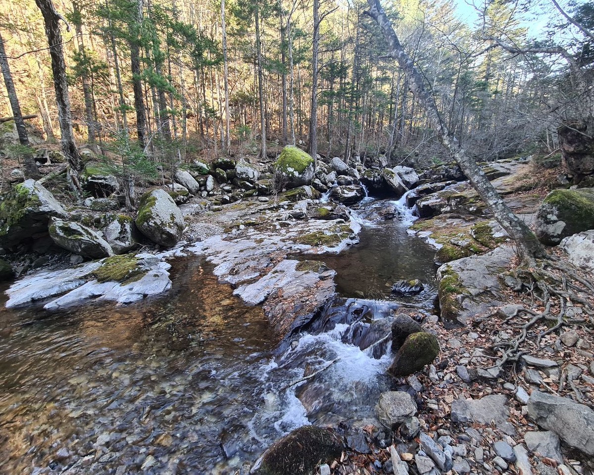 Познавательная прогулка по приморской тайге (4/9)