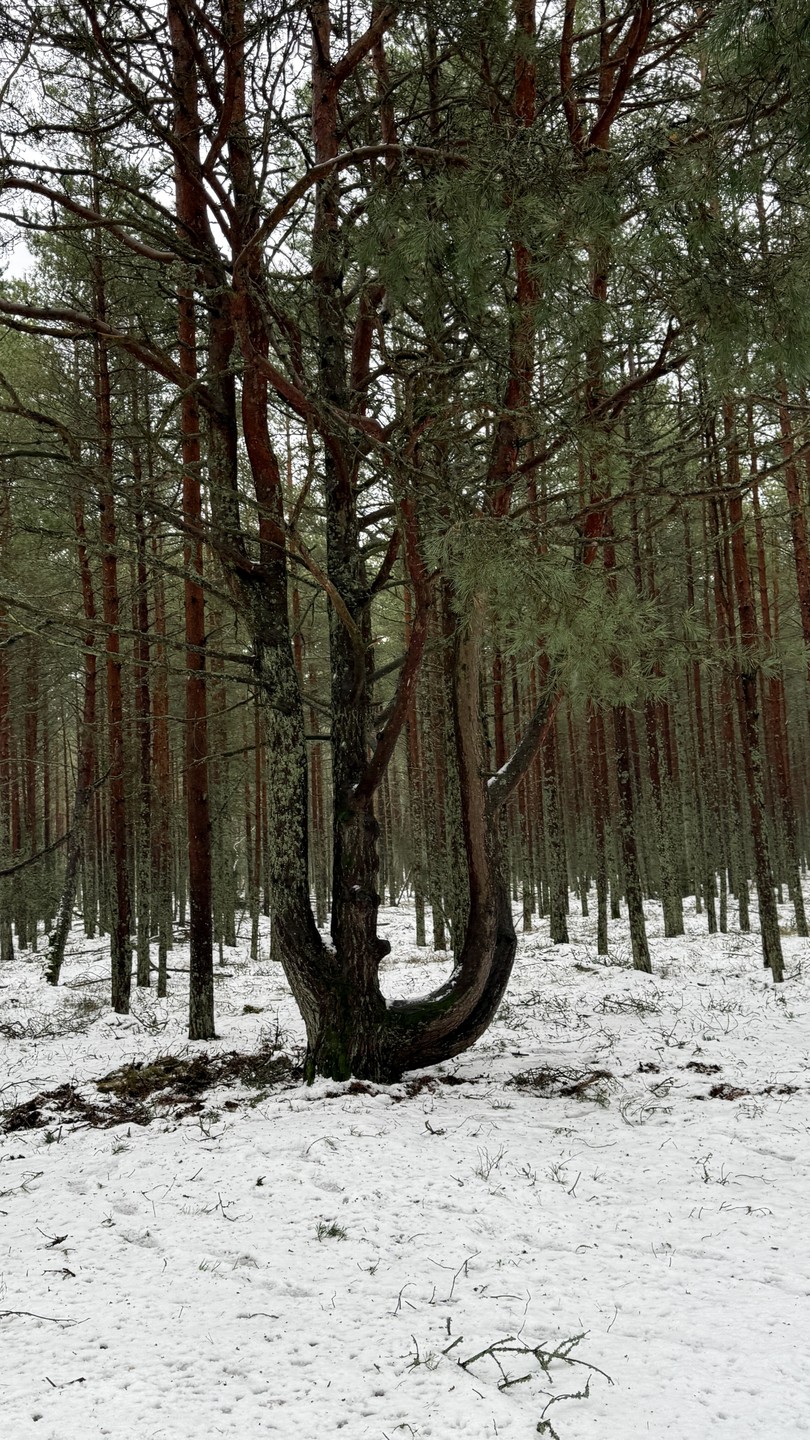 На Куршскую косу через форты и замки (Наталия)