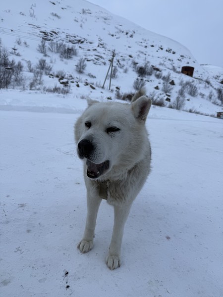 Вся поездка прошла очень гладко и счастливо. Перед поездкой я слышал, что многие люди оказались в
