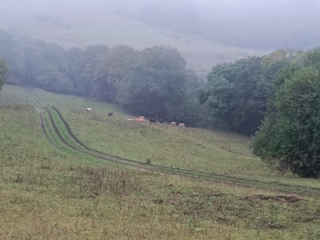 Путешествие на поляну проходило через сказочный лес и было добавлено туманной погодой, добавившей особый колорит. Одно