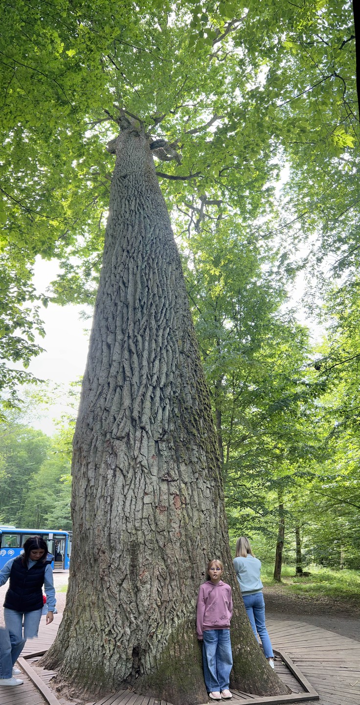 Беловежская пуща по выходным и праздникам (Анна)