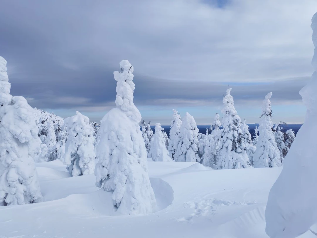 Сказать, что понравилось, — значит ничего не сказать. Я в восторге!