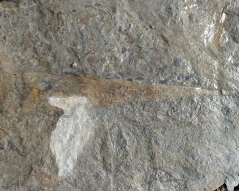 Краеведческий музей и поиск окаменелостей на карьере