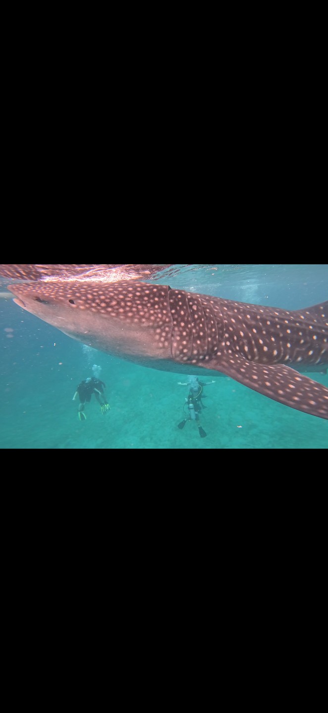 лавание с китовыми акулами было просто фантастическим — эти гиганты выглядят невероятно, но совсем не опасны