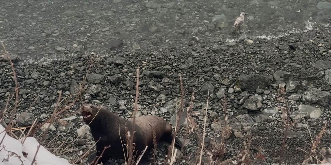 Прекрасная прогулка на сапах! Я вставала на доску сегодня первый раз и осталась в восторге. Гид