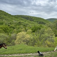 Фото отзыва 2: экскурсия "Прогулка на лошадях в Геленджике"