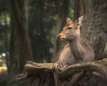 Сначала в Осаку направимся, далее - в Нару, в районе Дотонбори проведём этот вечер