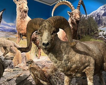 Свободный день