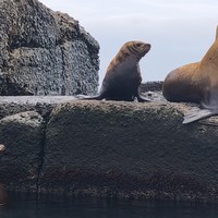 Фото отзыва 2: экскурсия "К мысу Слепиковского на джипах: маяк, водопад, сивучи"