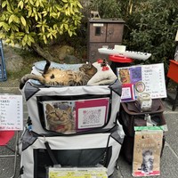 Фото отзыва 2: экскурсия "Духовная столица — Киото"