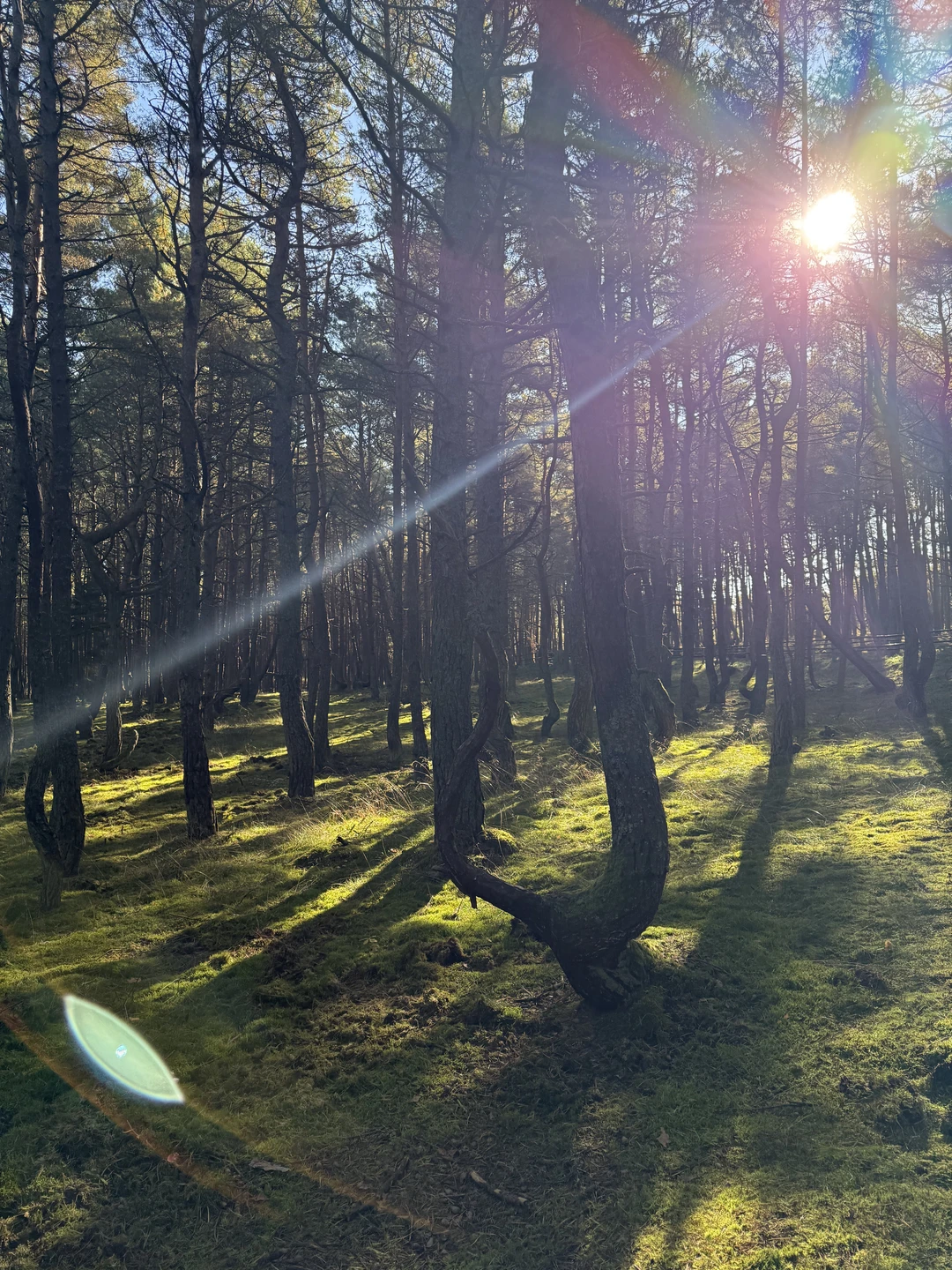 Утренняя Куршская коса из Зеленоградска на автобусе (Михаил)