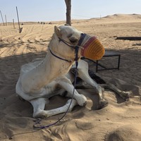 Фото отзыва 1: экскурсия "Премиум-сафари в&nbsp;Дубае"