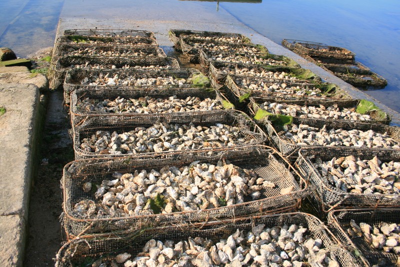Секретная устричная ферма под Касабланкой
