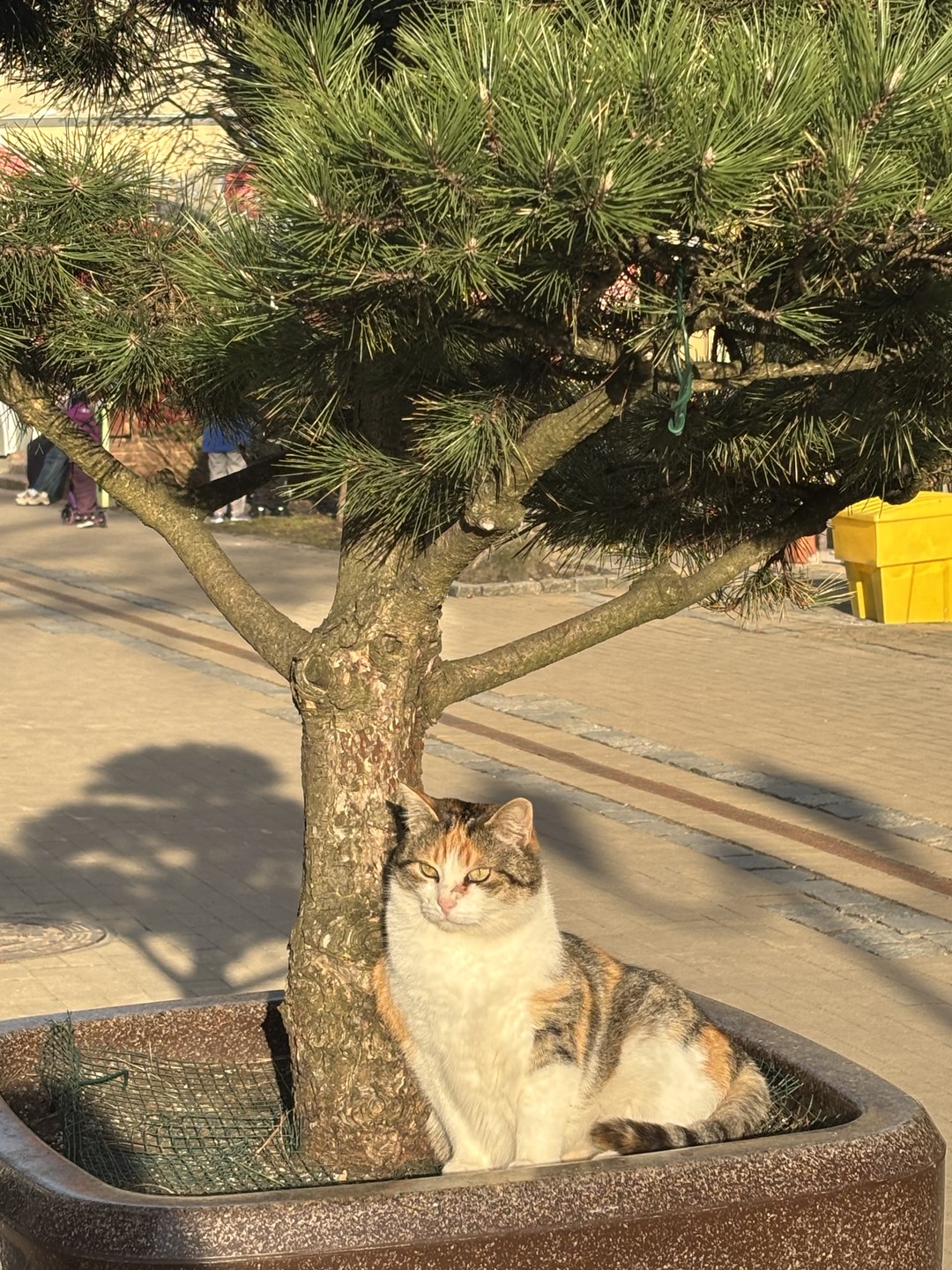Утренняя Куршская коса, Зеленоградск и замок Нессельбек на автобусе (Оксана)