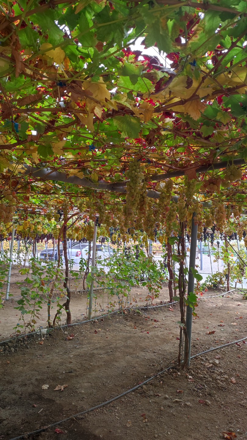 В силу ограниченного времени нахождения в Ташкенте, забронировала этот, достаточно неожиданный для Узбекистана, тур)