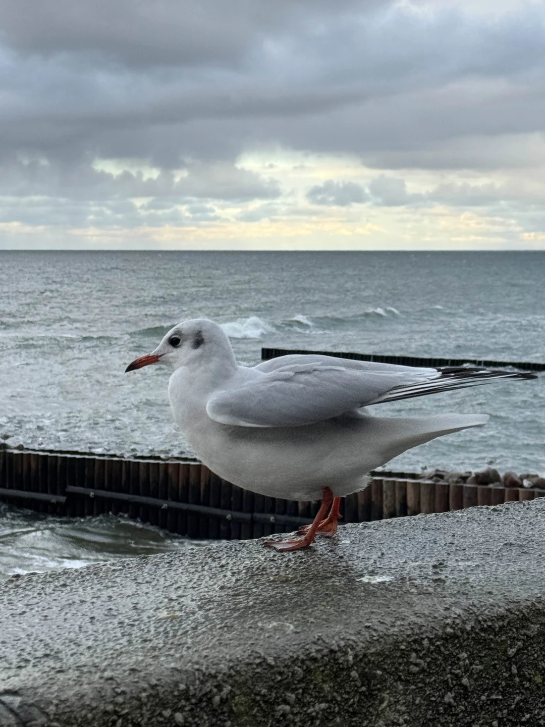 Анастасия, прекрасный экскурсовод! Влюбила нас в Светлогорск с самой первой достопримечательности! А дальше все было, как