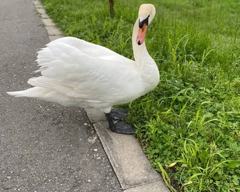 Чегемская теснина, экскурсия по Нальчику и замок Шато-Эркен