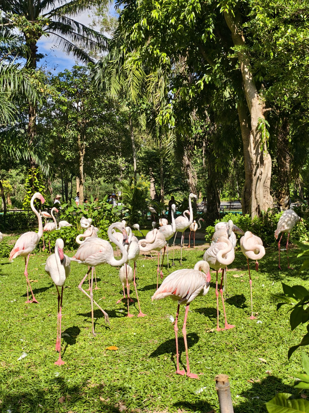 Экскурсия интересная, парк огромный, обойти самостоятельно очень сложно, т к. некоторые зоны находятся на большом расстоянии