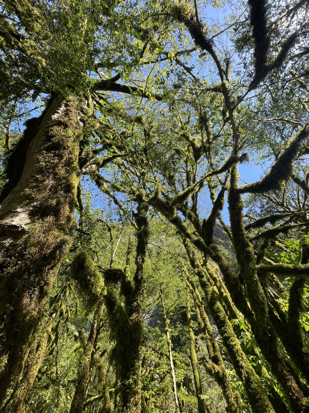 Путешествие на озеро Рица из Гагры (Виктория)