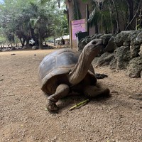 Фото отзыва 3: экскурсия "Мистический юг и сердце Маврикия"