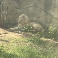 Фото отзыва 1: экскурсия "Всё включено! Лучшие места в районе Паттайи"